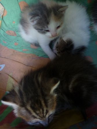 chaton1.JPG