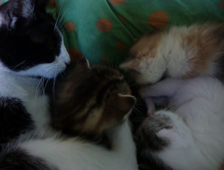 chaton2.JPG