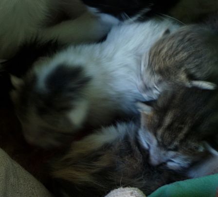 chatons1jour.JPG
